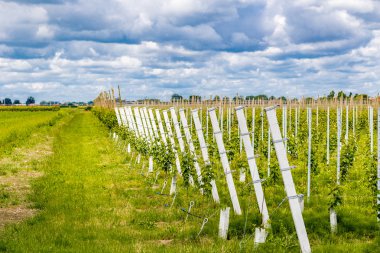 Emilia Romagna bulutlu bir gökyüzü altında alanları ve meyve bahçeleri