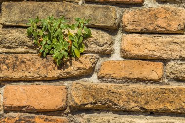 eski zaman aşınmış tuğla duvarda yeşil bitki