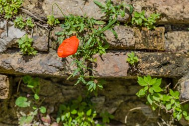 eski zaman aşınmış tuğla duvarda kırmızı haşhaş ve yeşil bitkiler