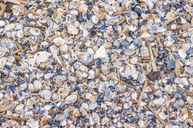 Kabukların ve deniz enkazının arka planı