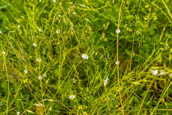 Piccole Lumache Bianche Che Arrampicano Erbacce Selvatiche Steli — Foto Stock