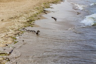 sahilde bir fırtına dan sonra dalları ve dalları