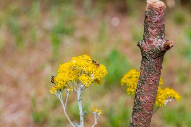 arılar yoğun sarı ülke çiçekleri tozlaşma