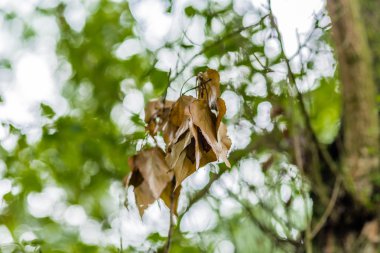 gökyüzü arka planda kuru yaprak ve yeşil ağaçlar