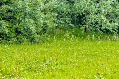 bir bahçede yeşil çim ve otlar