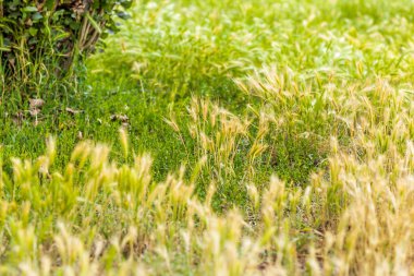 bir bahçede yeşil çim ve otlar
