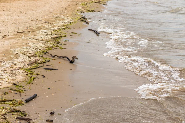 sahilde bir fırtına dan sonra dalları ve dalları