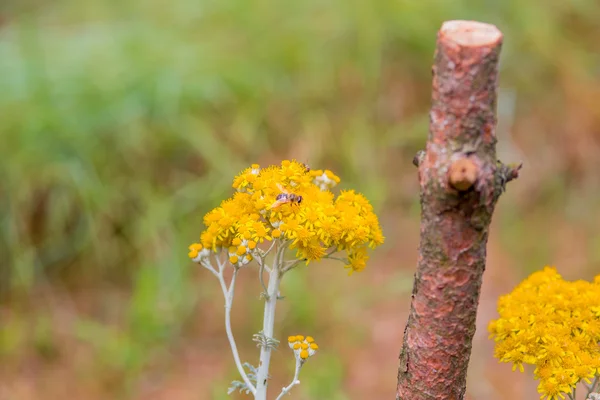 Api Che Impollinano Attivamente Fiori Gialli Campagna — Foto Stock