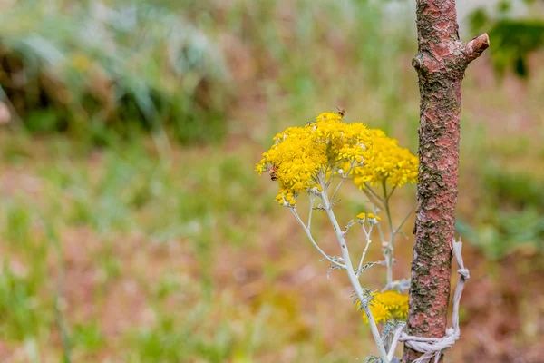 Pszczoły Skrzętnie Zapylanie Żółte Kwiaty Kraju — Zdjęcie stockowe
