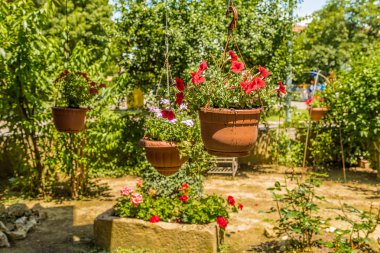 bir bahçede kırmızı sardunyalar ve petunyalar