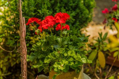 Bir tencerede kırmızı sardunyalar