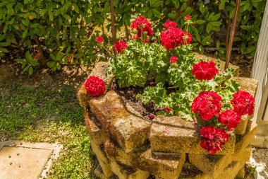 bir tuğla çukurunda kırmızı sardunyalar