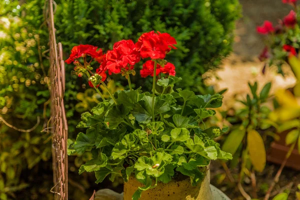 red geraniums in a pot