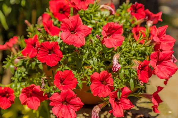 red geraniums in a pot