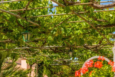 asma bitkilerin yeşil yaprakları gölge pergola