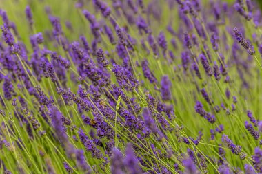 meşgul arılar bir lavanta tarlasının çiçeklerini toz