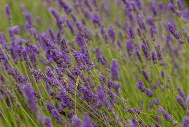 meşgul arılar bir lavanta tarlasının çiçeklerini toz