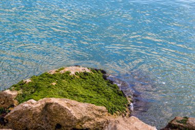 Adriyatik kıyılarında yeşil yosun ve yosun ile dalgakıran kayaların grubu