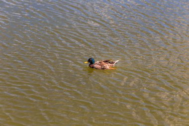 durgun suda yüzerken yeşil boyunlu ördek
