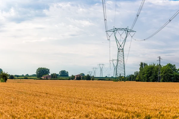 Пілони Розподілу Електроенергії Високовольтних Полях Пшениці — стокове фото