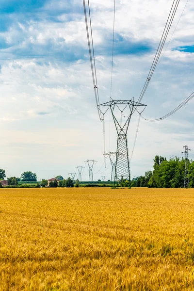 Пілони Розподілу Електроенергії Високовольтних Полях Пшениці — стокове фото