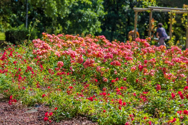 红色和橙色玫瑰的花坛 — 图库照片