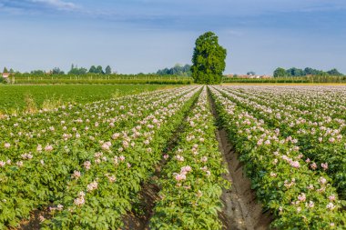 çiçek açan patates tarlaları