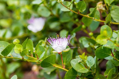 çiçek ve dikenli kapari bitki tomurcukları, antik bir ortaçağ kale Roma duvarlarında büyüyen