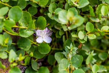 çiçek ve dikenli kapari bitki tomurcukları, antik bir ortaçağ kale Roma duvarlarında büyüyen