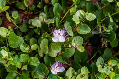 çiçek ve dikenli kapari bitki tomurcukları, antik bir ortaçağ kale Roma duvarlarında büyüyen