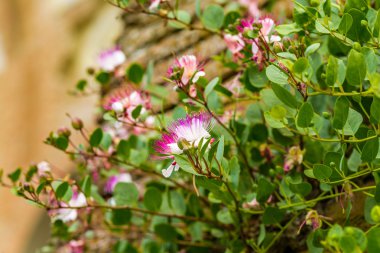 çiçek ve dikenli kapari bitki tomurcukları, antik bir ortaçağ kale Roma duvarlarında büyüyen