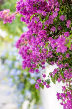 fuşya ve begonviller glabra mor bracts