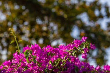 fuşya ve begonviller glabra mor bracts