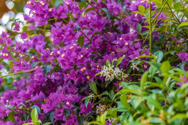 fuşya ve begonviller glabra mor bracts