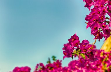 fuşya ve begonviller glabra mor bracts