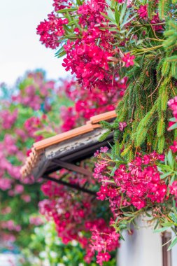 kırmızı ve pembe oleander çiçekleri