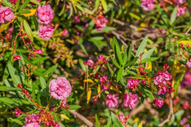 kırmızı ve pembe oleander çiçekleri