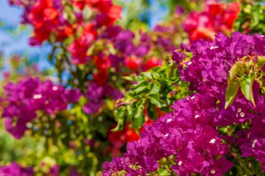 Kırmızı, mor, fuşya ve begonviller glabra turuncu bracts