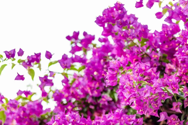 紫红色和紫色的布干维尔格拉布拉 — 图库照片