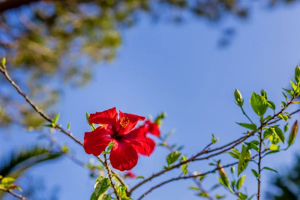 赤いハイビスカスの花の詳細 — ストック写真