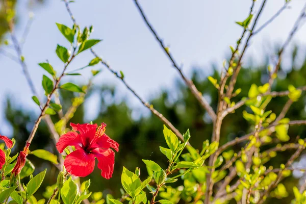 Detalles Flores Hibisco Rojo — Foto de Stock