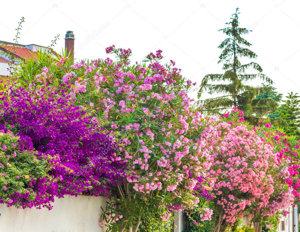 red and pink oleander flowers and fuchsia and purple bracts of bougainvillea glabra