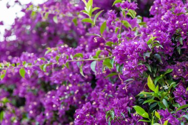 fuşya ve begonviller glabra mor bracts