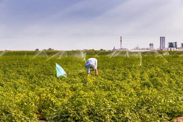 farmer with a blue umbrella to not get wet  while inspecting the sprinklers running in a green cultivated field, a plantation of sunflowers and chemical industry are on background