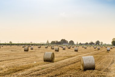 olan saman balya alana