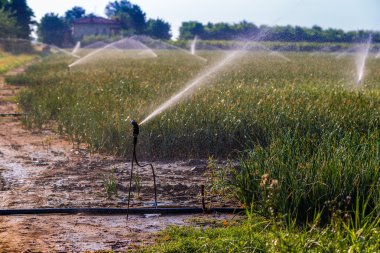 Ekili yeşil alanları sulayan fıskiyeler