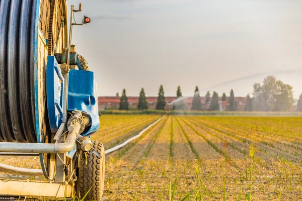 Schlauch Bringt Wasser Zum Sprüher Der Felder Wässert Und Bewässert — Stockfoto