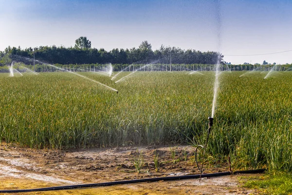 栽培緑地を灌漑するスプリンクラー — ストック写真