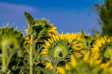 Ayçiçeğinin arkasını niçin kapsa, üzüntü ve yalnızlık hissi taşır