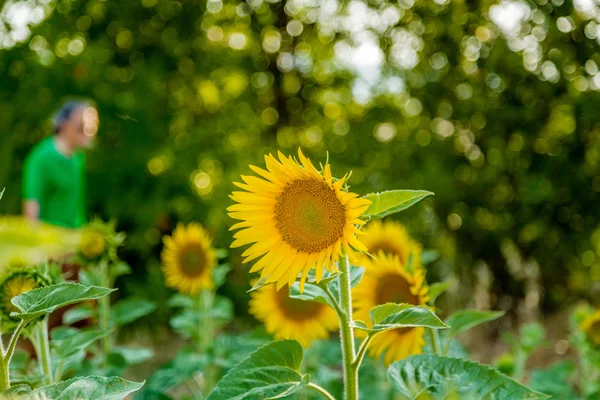 Close Sunflower Conveys Sense Sadness Loneliness Elderly Hunchback Blurred Background — Stock Photo, Image